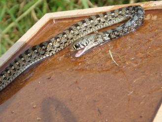 粘鼠板粘到蛇台湾女子吓到穿拖鞋上班(图)