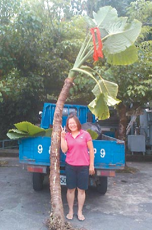 台湾一棵海芋15年长3.2米乡民称奇(图)