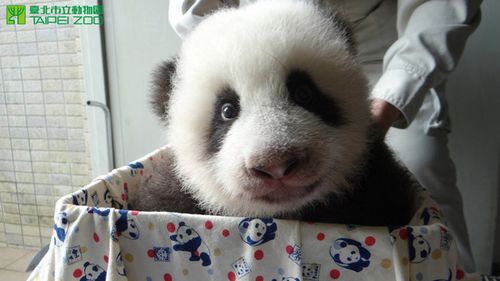 赠台熊猫幼崽与太阳初次邂逅在被子里钻来钻去