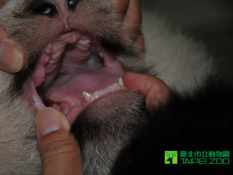 ��̨��èǧ��Բ�г�19����������������Ҷ�