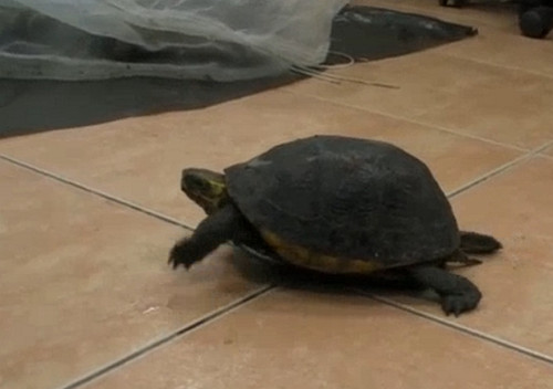 ̨��������125ֻʳ�߹걻������������˽��½