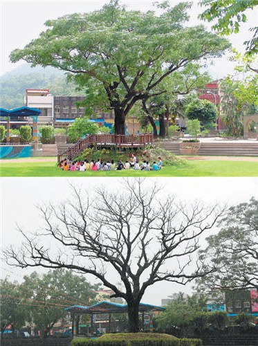 台湾一小学百年老树枯死师生办追思会(图)