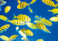 ̨��ɹ���ֳ�������ƽ���Ρ�ǧβ����ǳ�����