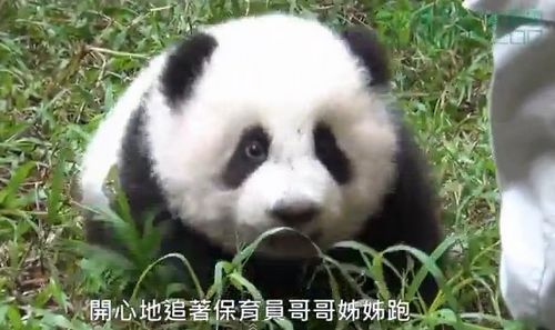 ��è��Բ�С��ݵ�̽��ͻȻ����׷����Ա�ܣ�ͼ��