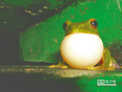 �뿴ǫ̈̄��Сèͷӥ��̨��������ٿƽ��أ�ͼ��