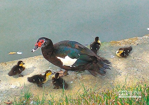 ̨�й�԰��ɫСѼ���۲����ɫСѼ��ͼ��