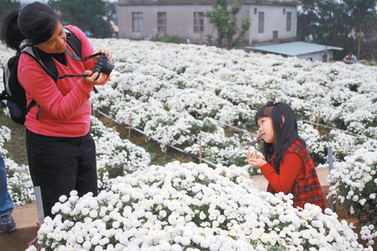 花田似雪台湾杭菊芋头节令5万人次陶醉(图)