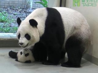 台北大熊猫宝宝“耍赖”不回家被妈妈拖走(图)