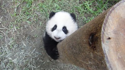 ̨������è������Բ�С���������һˤ¶�ʶ�Ƥ