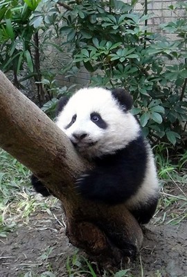 台北大熊猫宝宝是小壮妞爱玩妈妈粪便(图)