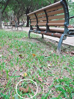 ��Ӣ���ܲ���԰�����ұ�������빫԰����ͼ��