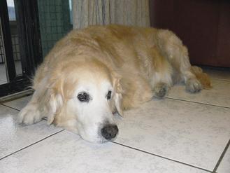 ���������ھӳ��ﹷ����һ�������˱���