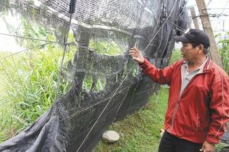 台东农田遭“怪生物”破坏疑似有“熊出没”