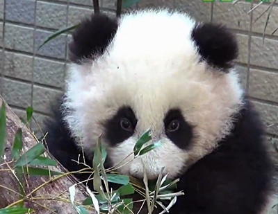 ��è��Բ�С�����˲���ˤ���Ľų��죨ͼ��