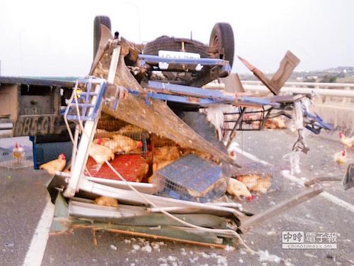 ̨�����·����300ֻ���Ҵܽ�ͨ���ң�ͼ��