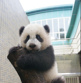 ��ëƤ��ů�ַ�ˤ̨����è��Բ�С�������