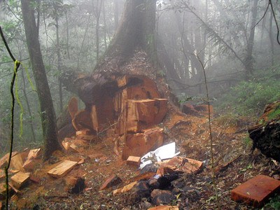 ̨�尢��ɽ��ľ�������ɽ�����մ�֤��ͼ��