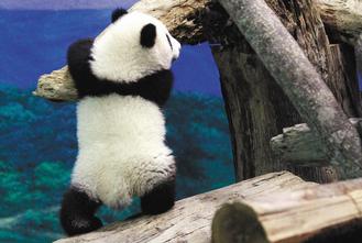 ̨������è��Բ�С��ܻ�ӭ̨�����䳤��̨��