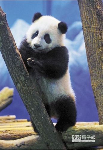 熊猫宝宝"圆仔"处女秀 活泼卖萌惹人爱(组图)(2)