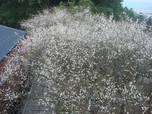 台梅山公园梅花怒放白色花海有诗意(图)