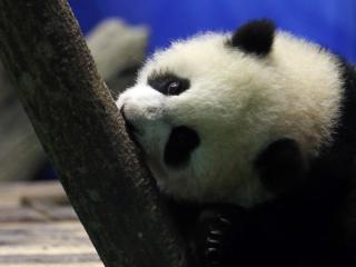 ��̨��è����6������̨ý֧���������볡ȯ