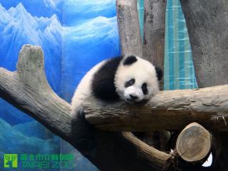 ��ϡ�Բ�С�����̨��è�¹�����Ҳ��ͣ��