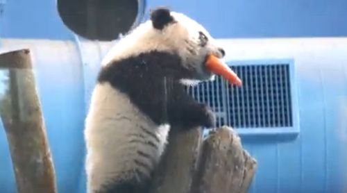 熊猫“圆仔”偷咬走红萝卜迅速爬高避风头（图）