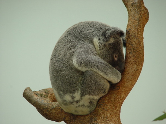 图:天气冷飕飕台北动物园考拉窝妈妈怀里取暖