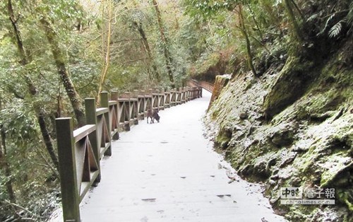 台湾桃园县拉拉山飘下瑞雪近10年来首见(图)
