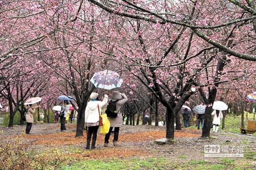 台中武陵樱花季开跑每日只开放6千游客入园(图)