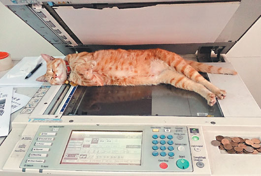 ͼ��è�ɸ�ӡ��ȡůΪ��ӡ���ϰ��в�