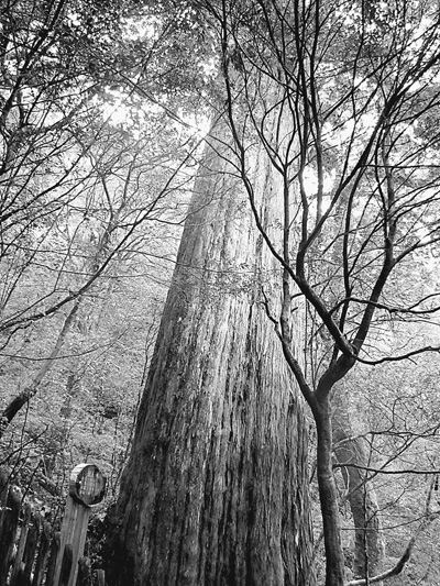 行走台湾:“拉拉山”的保育之道(图)