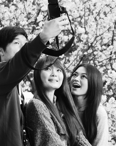 台湾新北:樱花盛开(图)