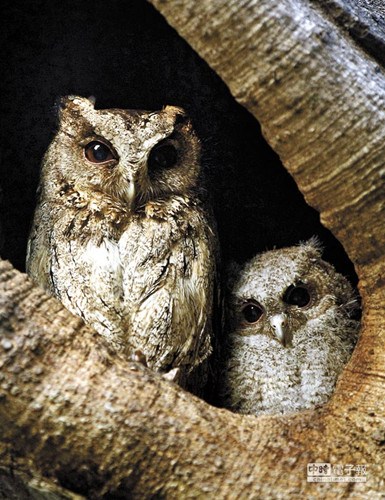 强光夜拍致小领角鸮吓落巢保护团体守夜护鸟