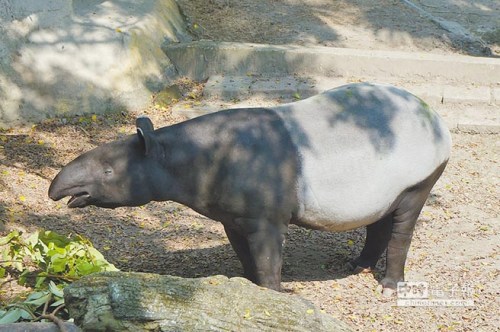 ̨������԰��������Pi����������������̥��ͼ��