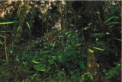 ���־ٰ���ө��ο�׷����ɫӫ�⾪������