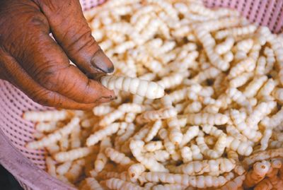 台湾农民种出高经济蔬菜“草石蚕”(图)