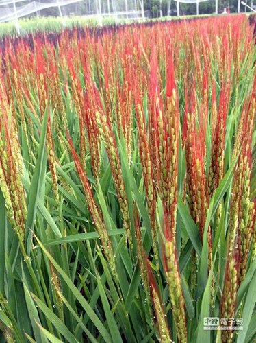 �����о�20��̨������Ƴ���ɫ���ӣ�ͼ��