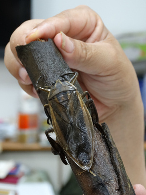 "水中霸王"田鳖现踪金门 休养后将野放(图)