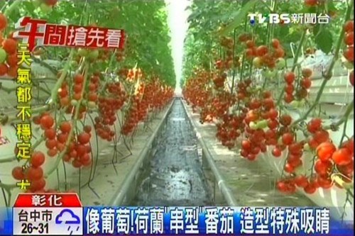 台湾农民种“葡萄型”番茄成串结果皮薄肉多(图)