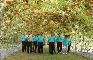 台湾苗栗打造“南瓜隧道”景色令人惊艳(图)