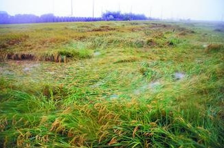 台南豪雨打趴稻子百顷农田受灾(图)