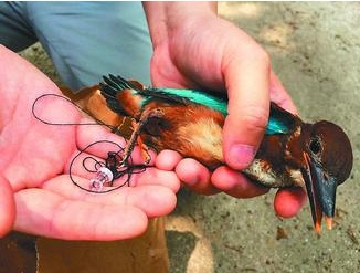 男子为拍温馨喂食照抓雏鸟绑树枝被举报(图)