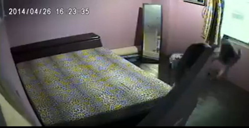 ���׵�Ա��Ű�ϰ����è�����������£�ͼ��