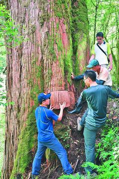 ��ɽ��������ľ�������̵�DNA�ư������ԭ����