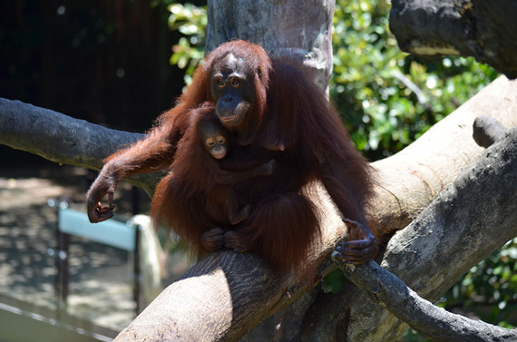 ̨������԰��ë��������ͬ�֣�ͼ��