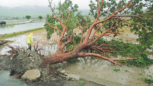 "金城武树"倒了 地主真心话:树倒游客不来很开心