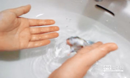 饲主128秒淹仓鼠17次网友怒称要人肉搜索(图)