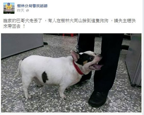 走失吉娃娃太胖警察误认成八哥犬(图)