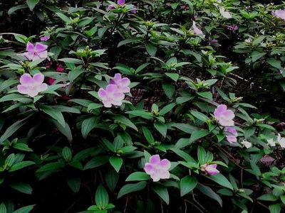 Ұĵ���鲼̨���������䡰��������ͼ��